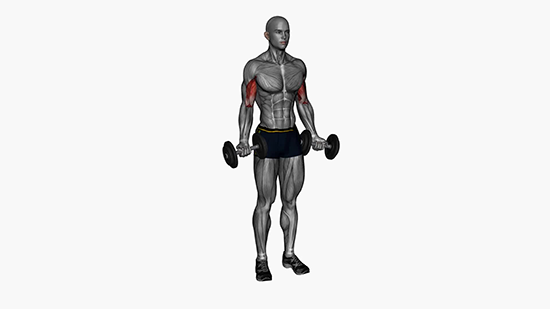 Biceps and Triceps Workouts